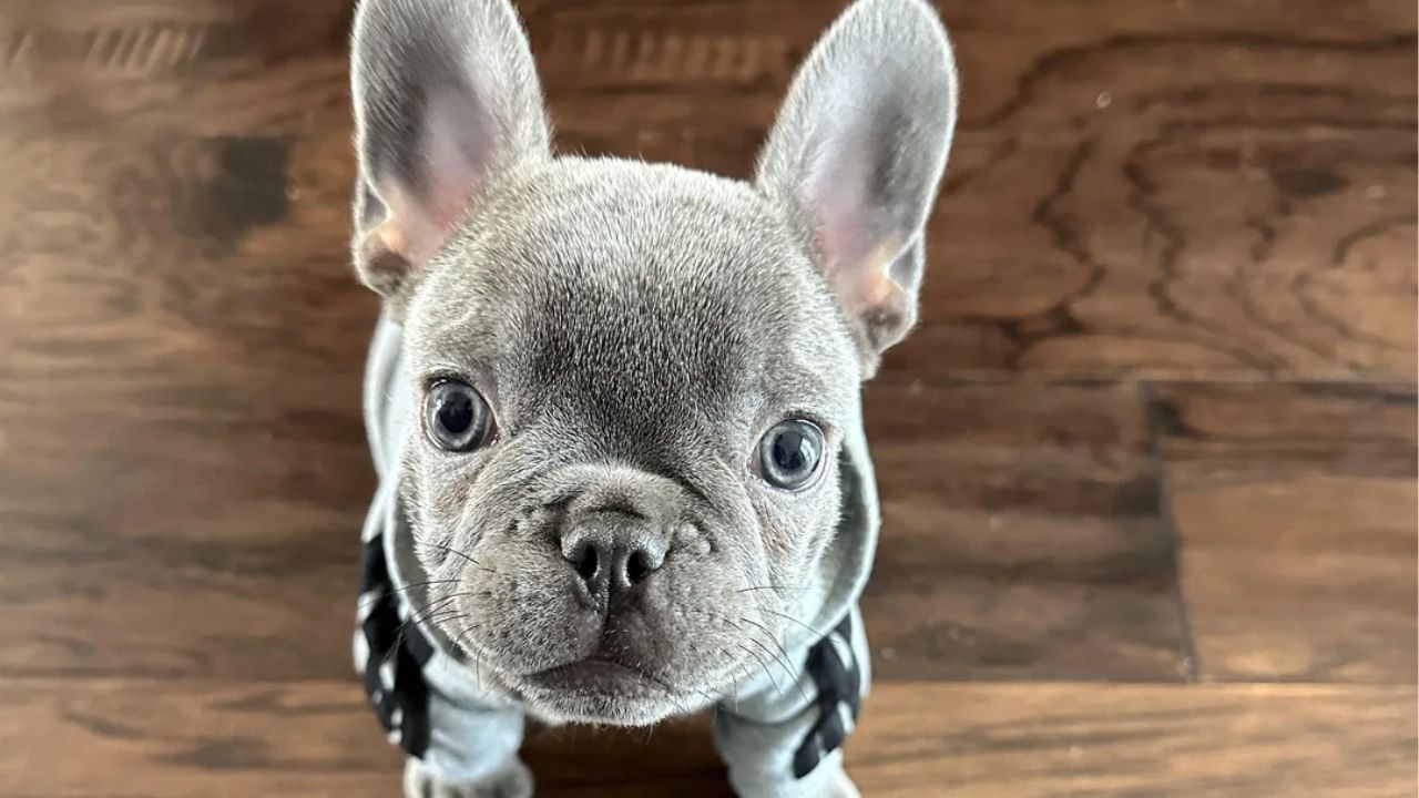 A French Bulldog doesn’t just live with you — it becomes your shadow. - Unknown