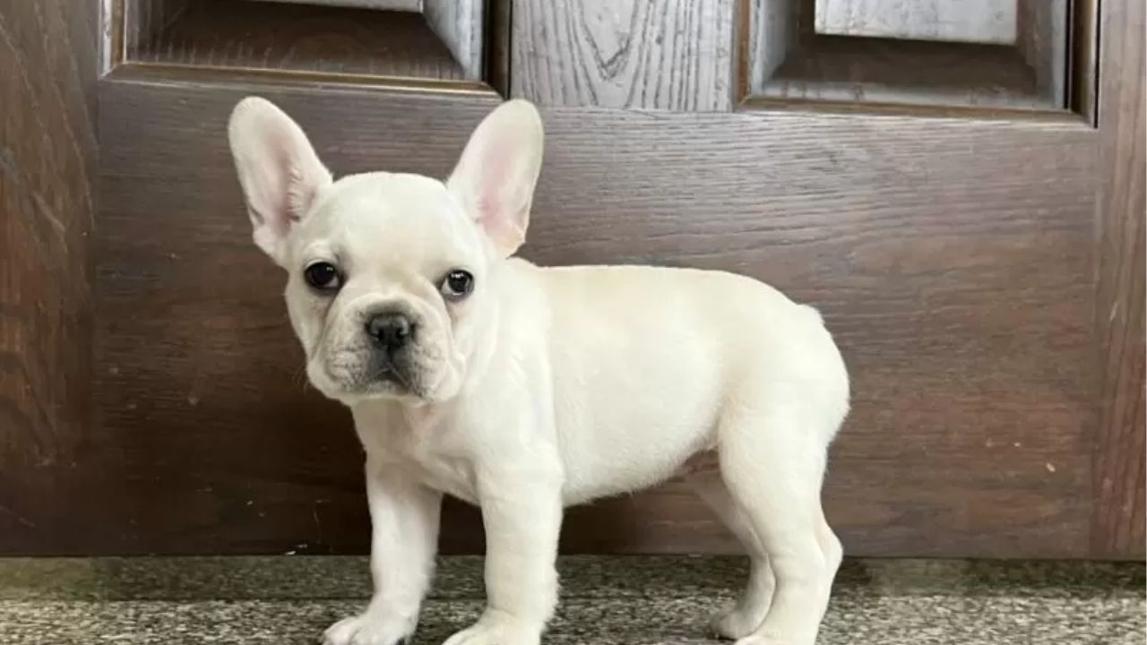 Happiness is a French Bulldog by your side. - Unknown