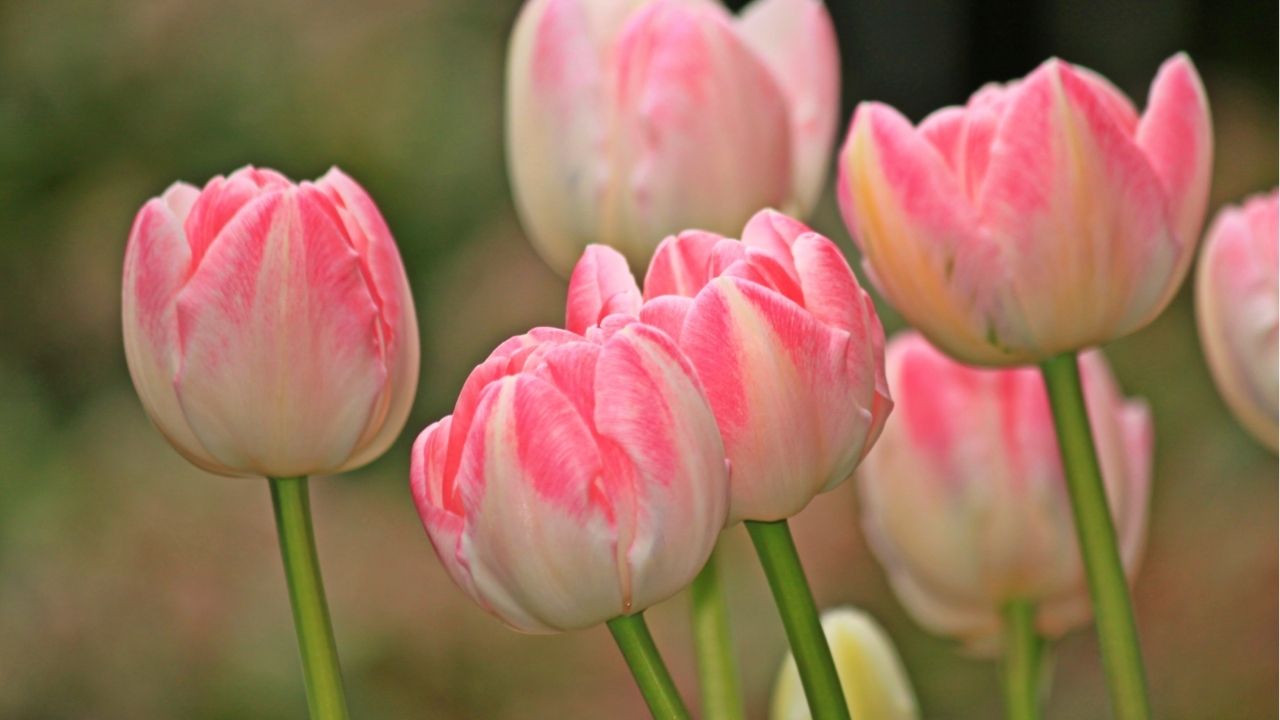 The righteous choose their friends carefully. - Bible