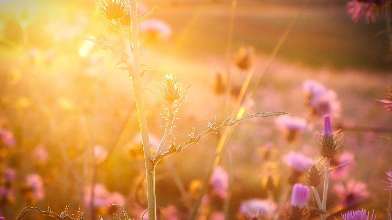 A wise son brings joy. - Bible