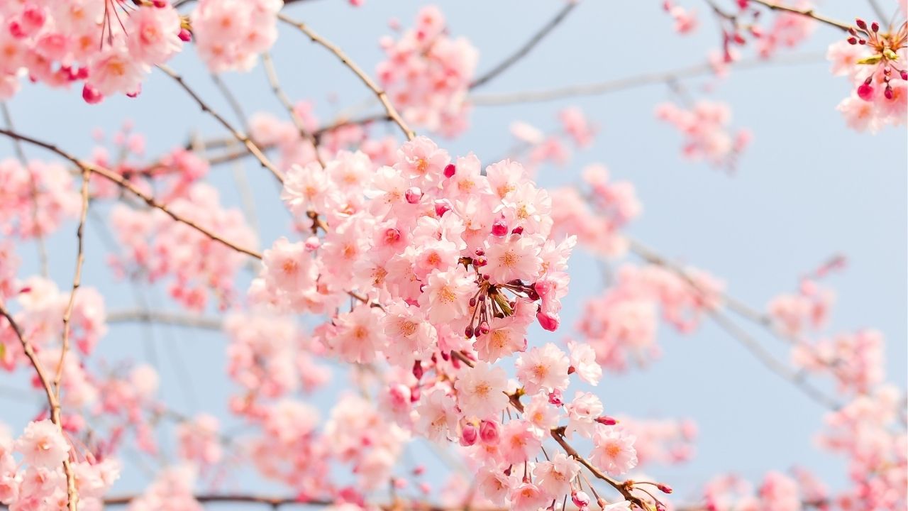 Better a dry crust with peace than a house full of feasting with strife. - Bible