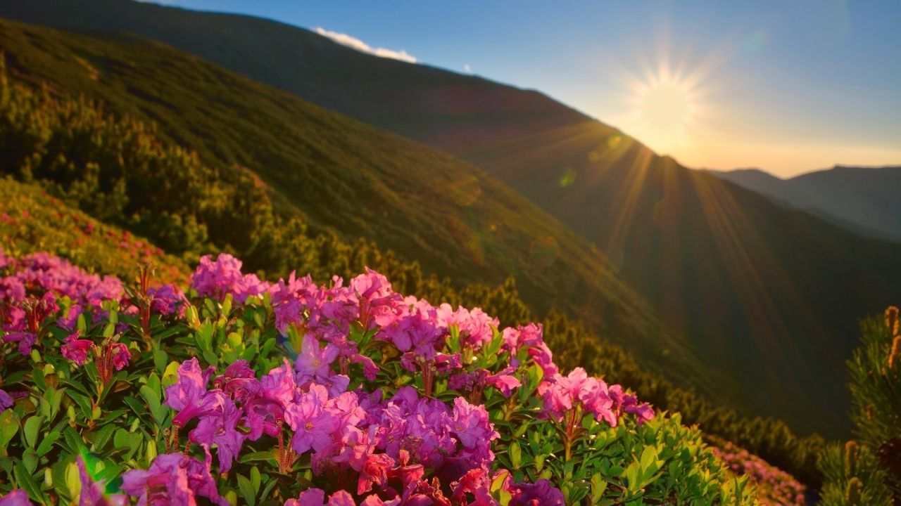 Blessed are the peacemakers, for they shall be called children of God. - Matthew 5:9