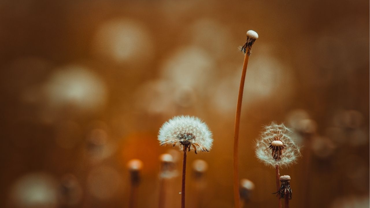 Keep looking up… that’s the secret of life. - Charlie Chaplin