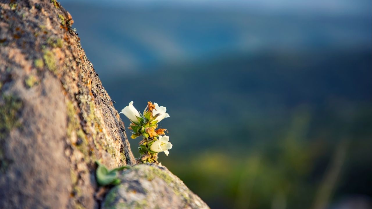 The meaning of life is to give life meaning. - Viktor Frankl