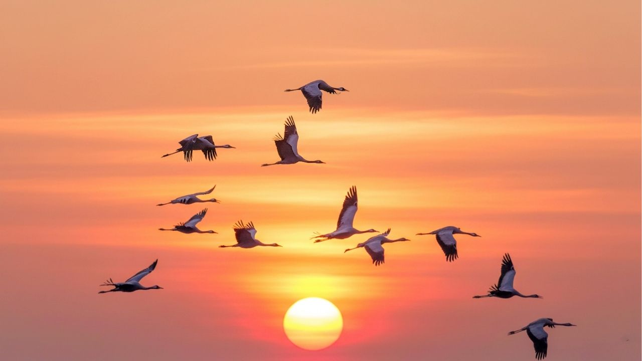 Life is a long lesson in humility. - James M. Barrie